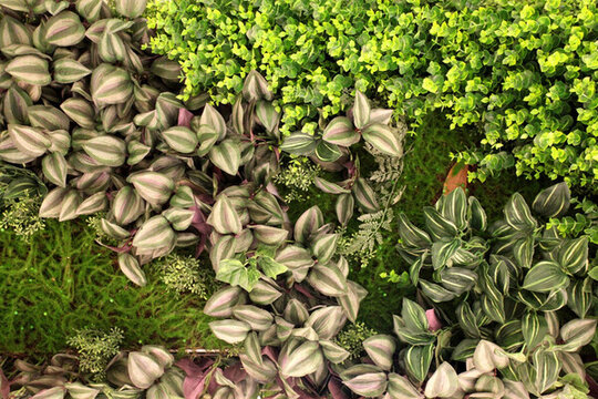 綠色植物墻