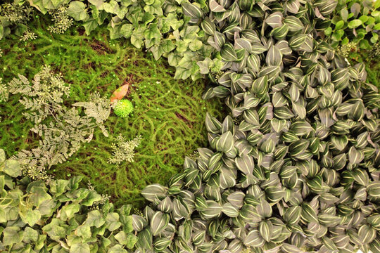綠色植物墻 植物墻 花卉墻