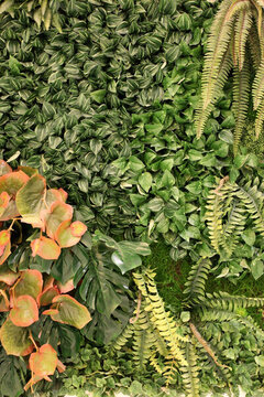 綠色植物墻