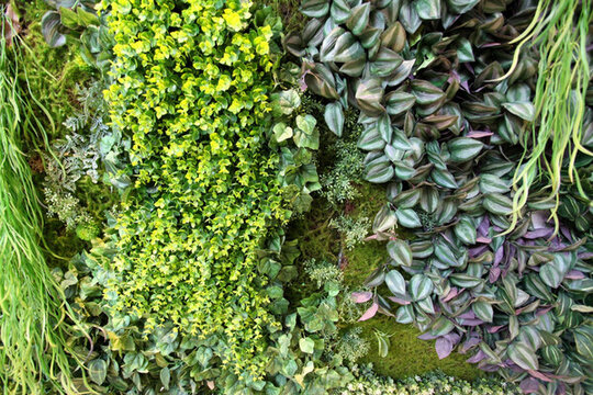 綠色植物墻