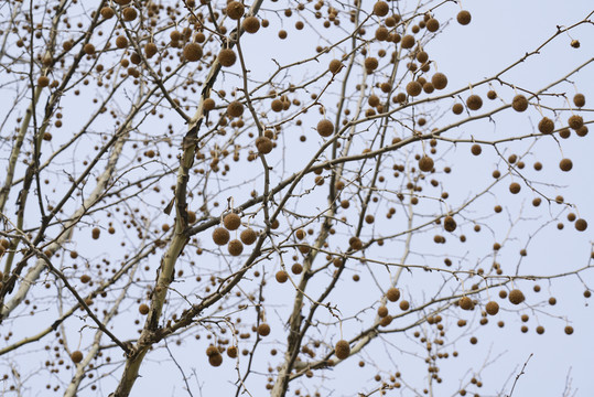 法桐樹(shù)枝