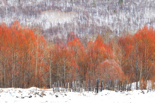 紅柳樹林雪景