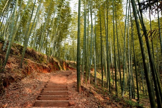 楠竹林