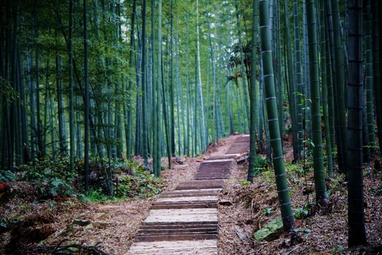竹林小路