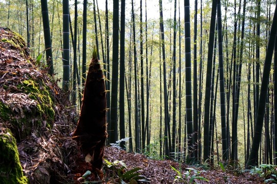 楠竹筍