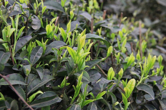 綠茶嫩芽