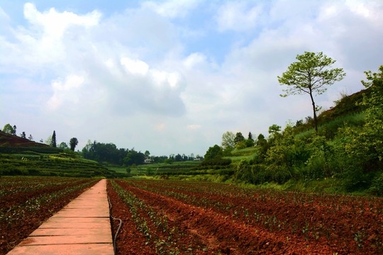 茶地