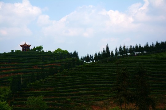茶山