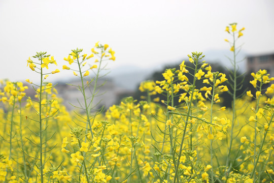 油菜花