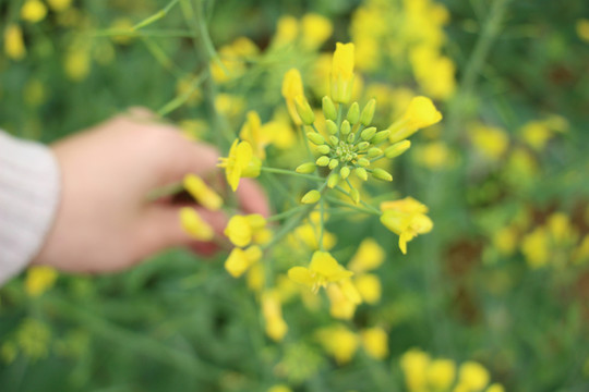 油菜花