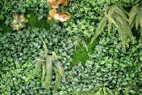 綠色植物墻 植物墻 花卉墻