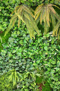 綠色植物墻