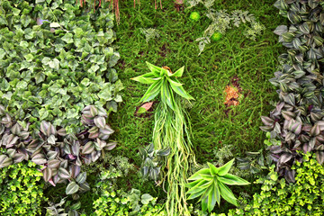 綠色植物墻 植物墻