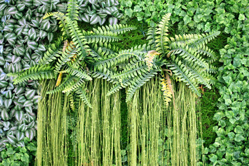 綠色植物墻