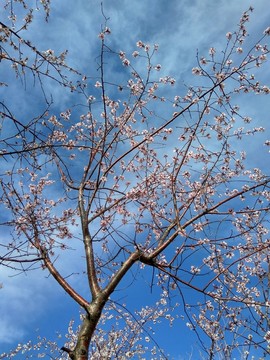 山桃花 野山桃開花 春意