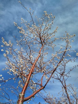 山桃花 野山桃開花 春意