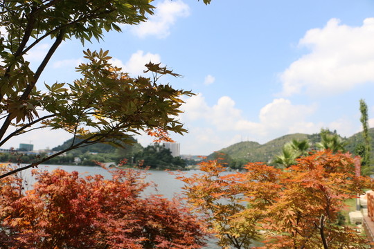 紅葉