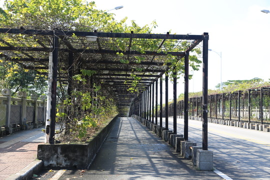 葡萄架 花棚