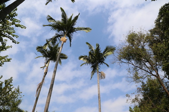 椰子校園
