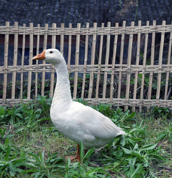 鵝鴨