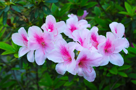 杜鵑花 一簇杜鵑花 白與紅