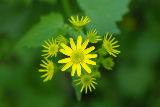 小菊花 黃色小花