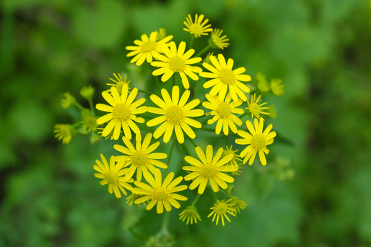 小菊花 黃色小花