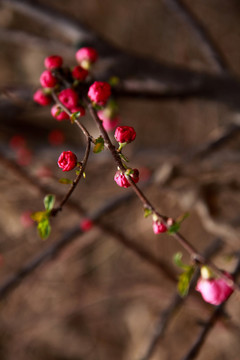 桃花花蕾桃花開