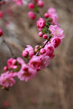 桃花花蕾桃花開(kāi)