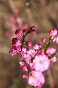 桃花花蕾桃花開