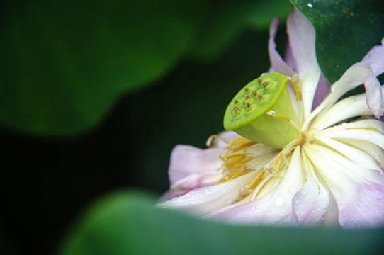 荷花特寫