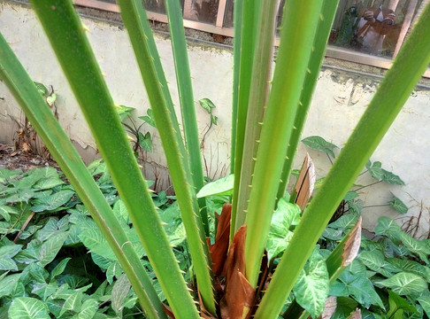 葵樹柄
