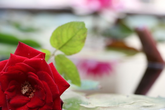 蓮花 玫瑰花