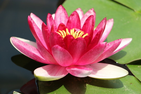 蓮花