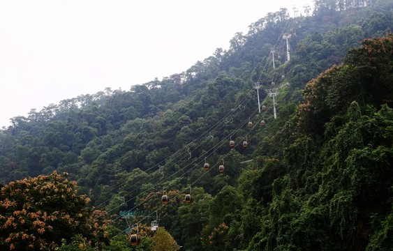 高山 森林 索道