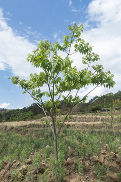 核桃樹