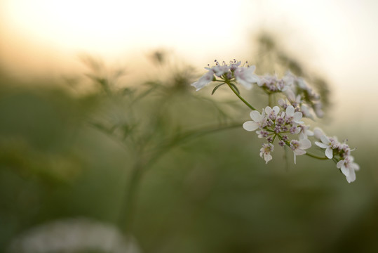 芫荽花