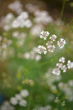 小花背景
