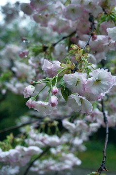黿頭渚櫻花
