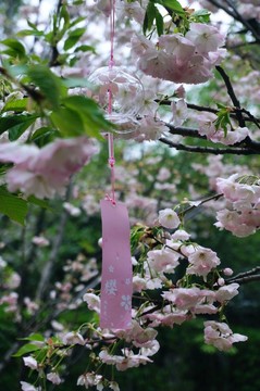 黿頭渚櫻花