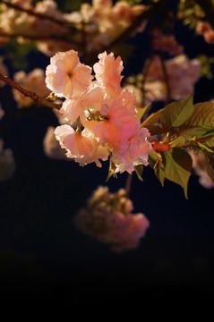 夜櫻
