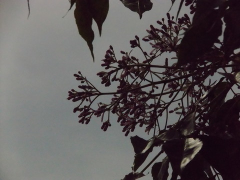 天空花枝
