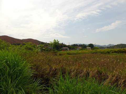春天的田野