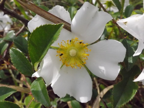 金櫻子花