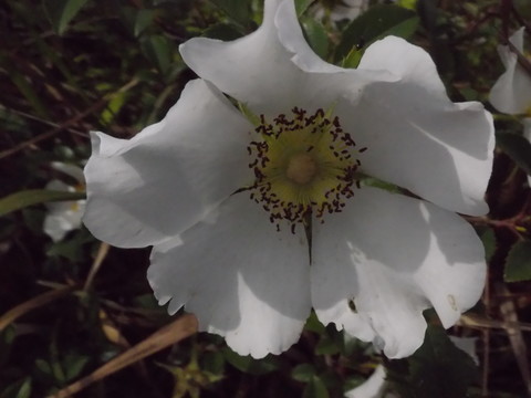 金櫻子花