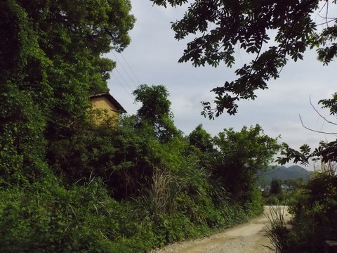 鄉(xiāng)村道路