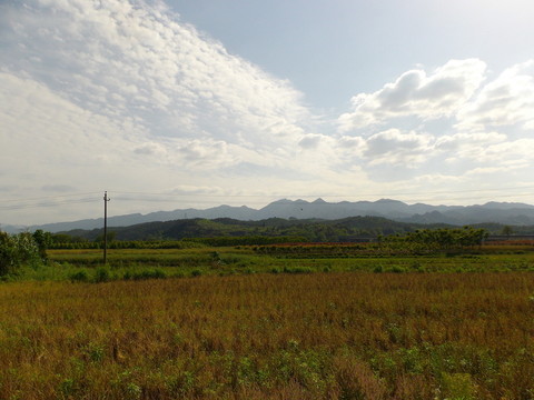 春天的田野