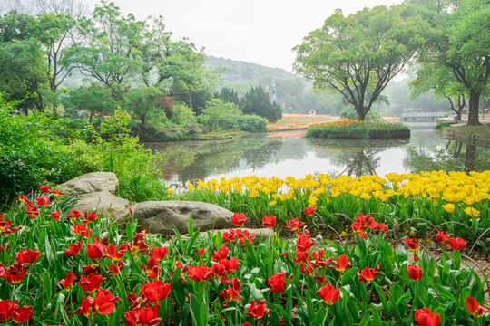 公園郁金香