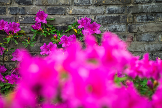 杜鵑花
