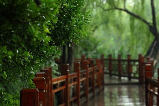 林蔭小路